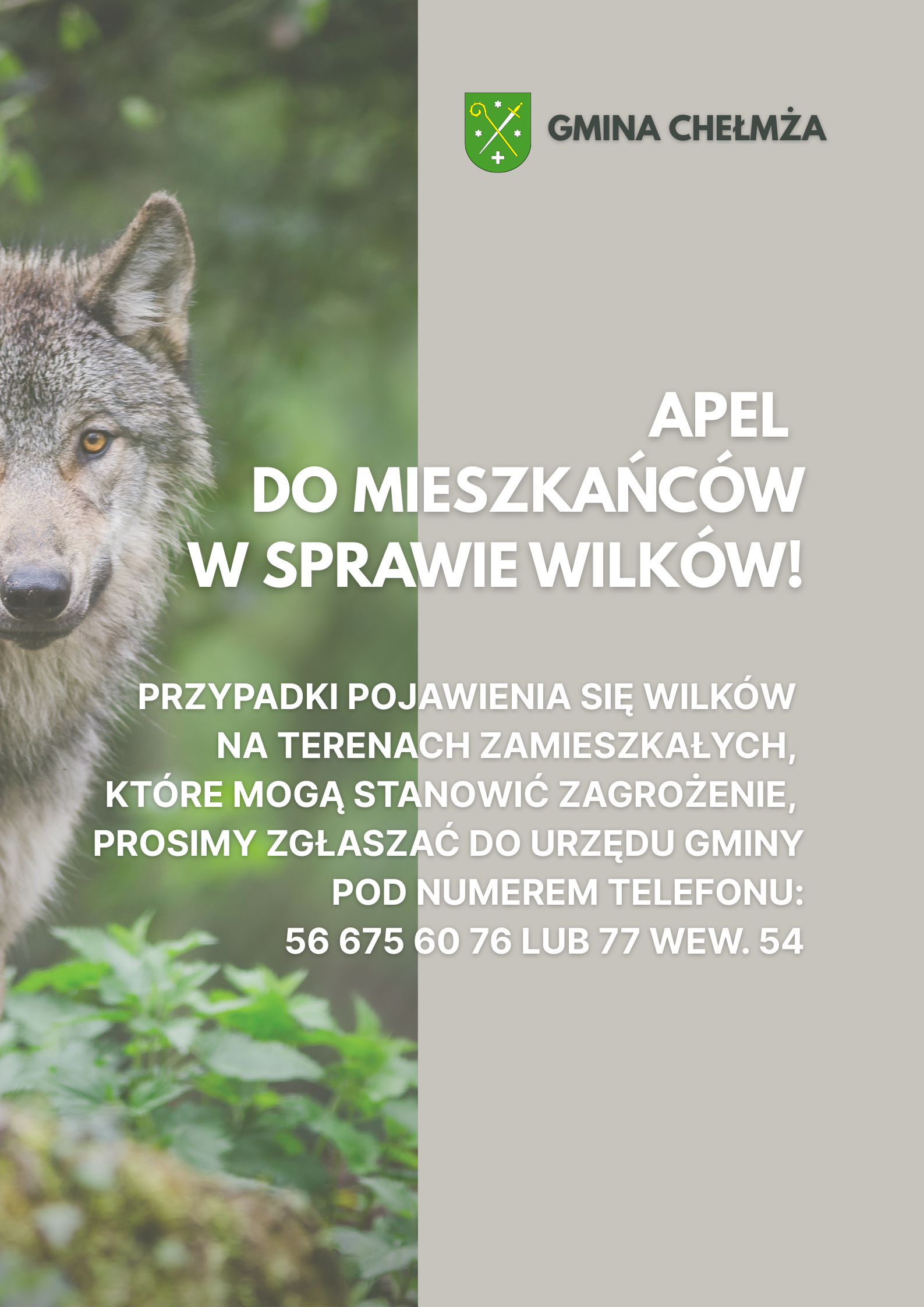 Apel - wilki!
